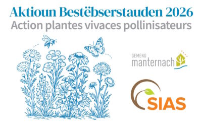 Aktioun Bestëbserstauden 2026 – Action Plantes vivaces pollinisateurs